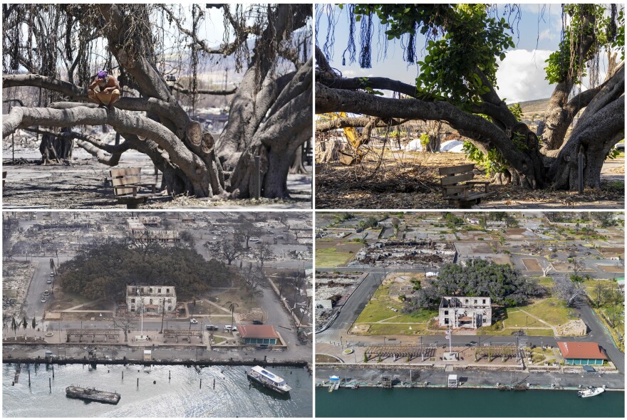 The 150-year-old Lahaina banyan tree showing fire damage on one side, recovery on the other